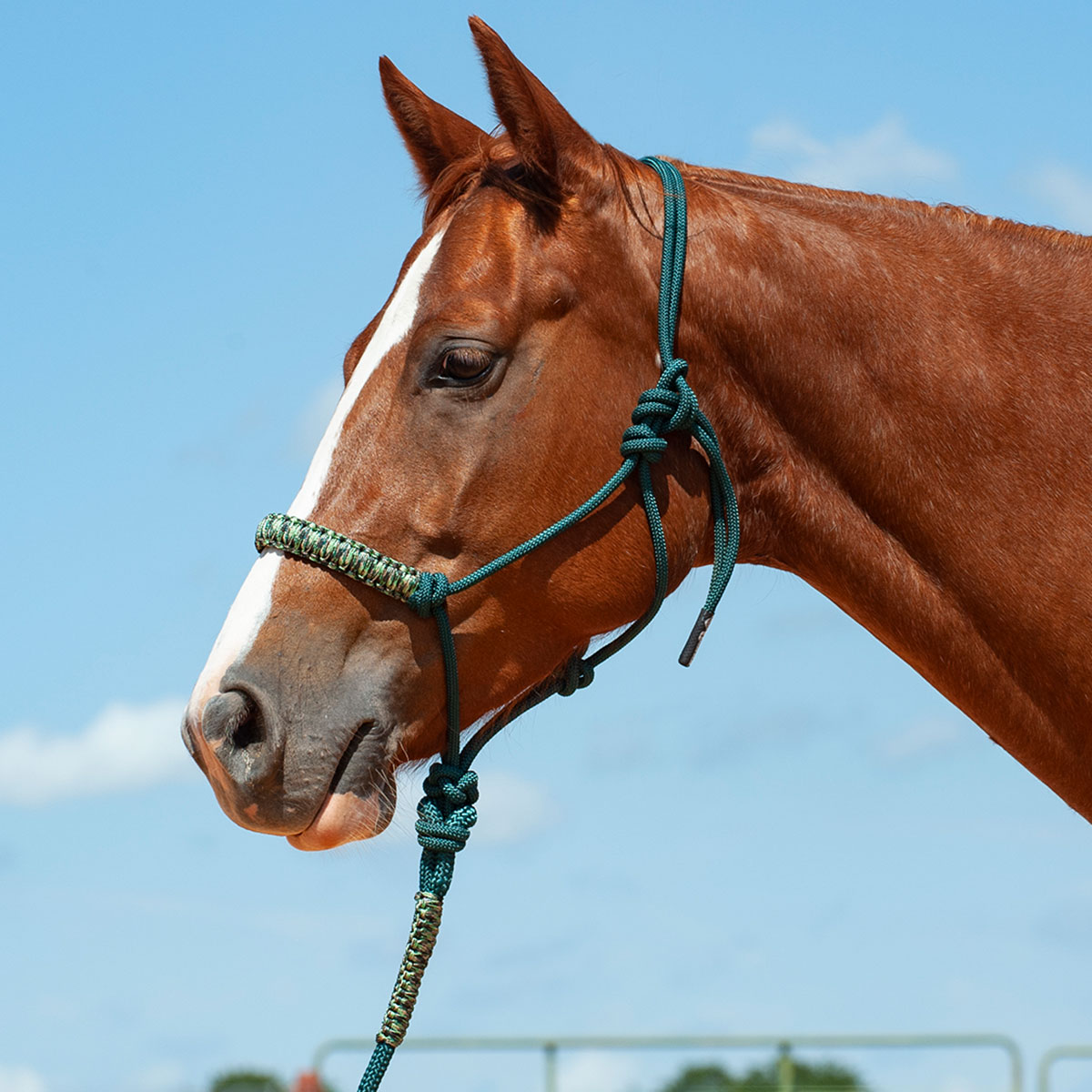 BigDeeTack's tweet image. This fun Cashel Company Braided Rope Halter is perfect for camping, trail rides, and more! 🐎 Made of made of high quality, weather resistant rope wrapped with soft braided nylon. 
#bigdeestack #cashel #braidedhalter #ropehalter #trailriding #horsebackriding #camping #spring