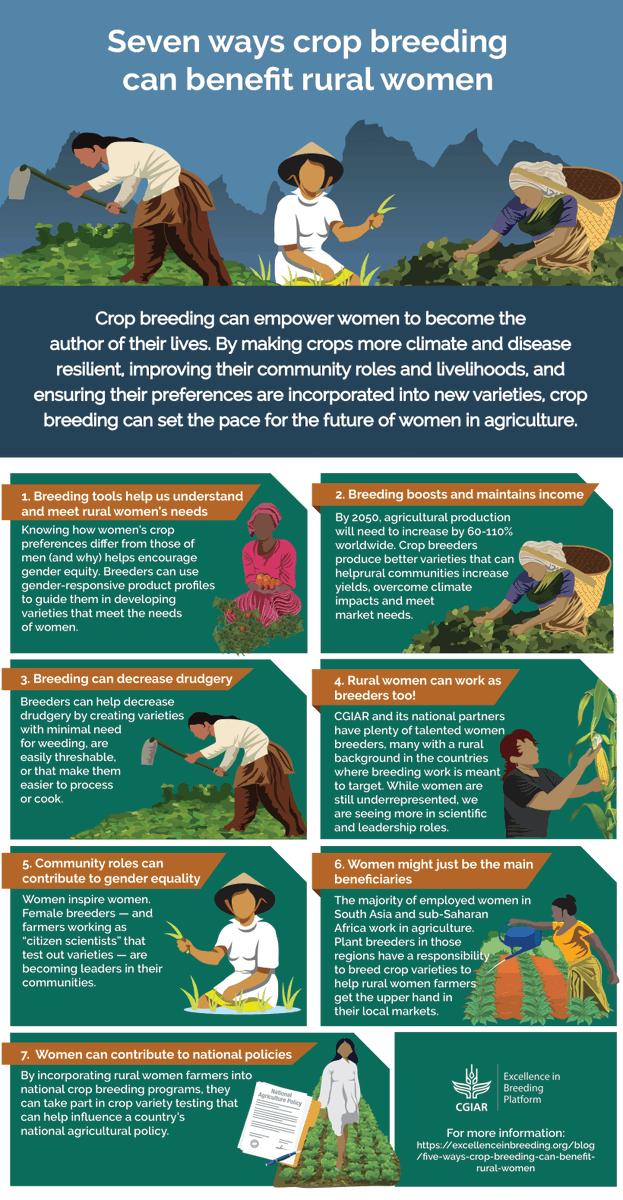 CGIARbreeding's tweet photo. #CropBreeding has a tremendous opportunity to benefit #RuralWomen. 

However, breeding programs must incorporate gender preferences into their product profiles to ensure new varieties are adopted: https://t.co/Li9DyL179X

@CGIAR | #SDG5 https://t.co/hCtj0DB1IQ