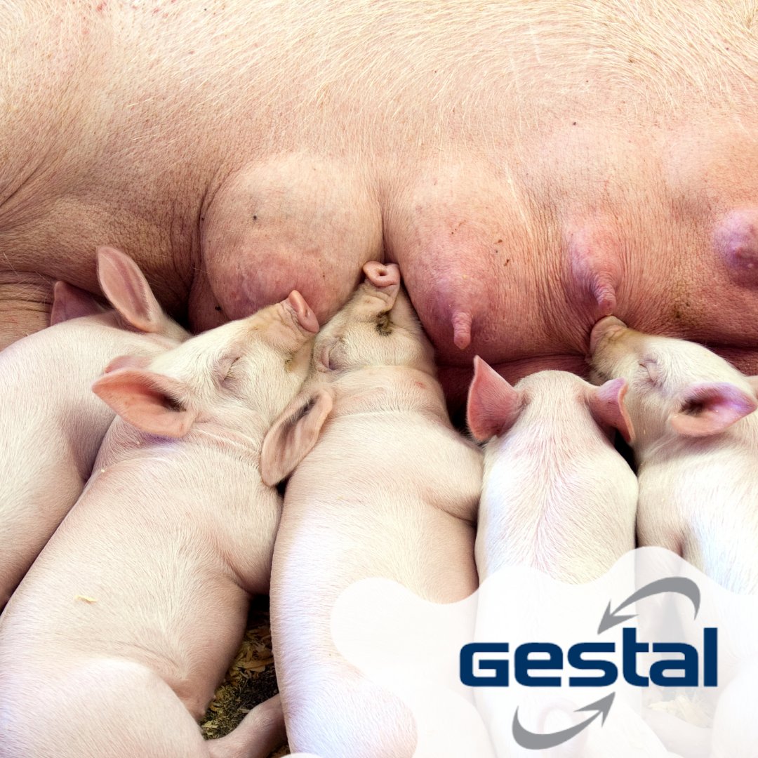 <a href="/JygaTech_Gestal/">Jyga Technologies</a> instagram.com/p/CbaaBxnOcWo/… 🐽