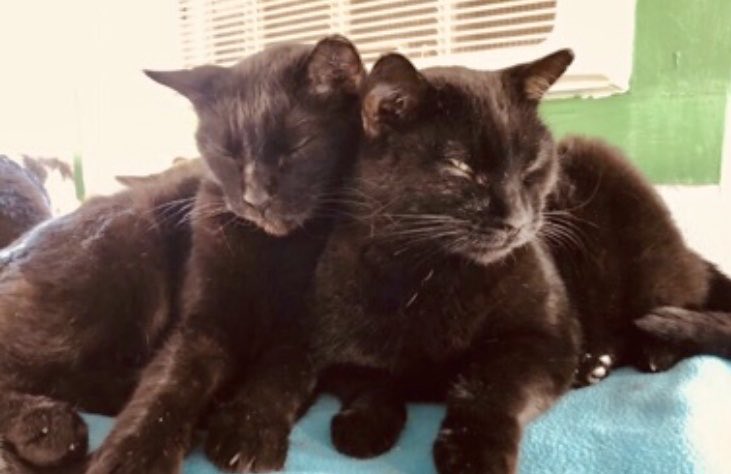 Scenes from the sanctuary 🐾
These two are taking it easy today! #Rescue #CatsOfTwitter #BlackCats #TNR #AdoptDontShop #SaveAStray