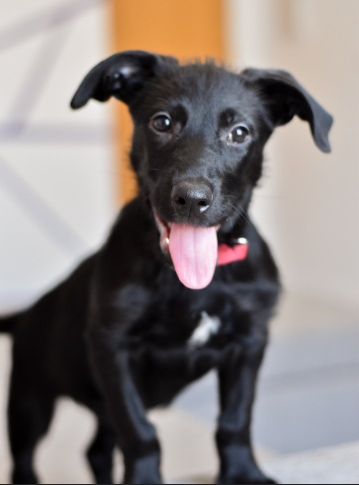 de_ni_p's tweet photo. Hola! Esta hembra de 4 meses está buscando hogar definitivo. Está desparasitada. Le gusta jugar con papel, palos y es muy compañera. Está acostumbrada a vivir en depto! Porfi RT @VivireNuevaCba https://t.co/uzGXJgu86P