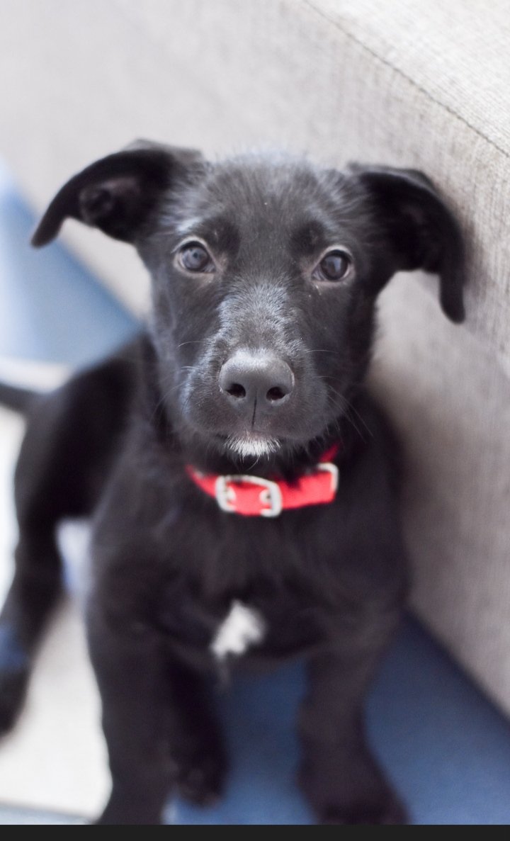 de_ni_p's tweet photo. Hola! Esta hembra de 4 meses está buscando hogar definitivo. Está desparasitada. Le gusta jugar con papel, palos y es muy compañera. Está acostumbrada a vivir en depto! Porfi RT @VivireNuevaCba https://t.co/uzGXJgu86P