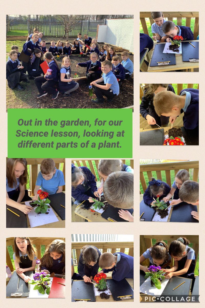 We enjoyed planting our flowering plants in the garden, following our Science lesson discussing the functions of the different parts of the plant. <a href="/wearenewington/">Newington Academy</a> <a href="/CNicholson_Edu/">Craig Nicholson</a>