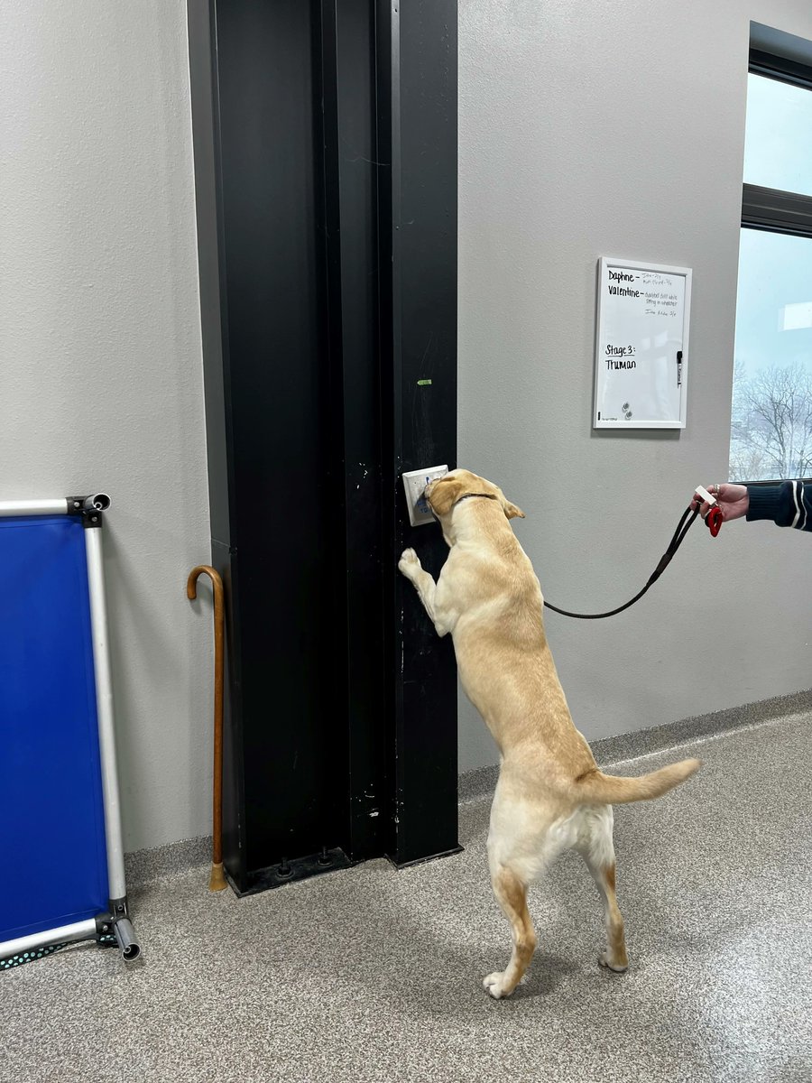 RFIservicedogs's tweet photo. Don’t worry, Daphne can open the door for you! Here we see SDIT Daphne performing ‘Push’ by pressing a push plate on the wall with her nose.
#physicalmobility #training #tasks https://t.co/ZyrraEwrpB