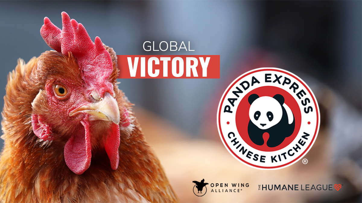 GlobalCageFree's tweet photo. GLOBAL VICTORY! Panda Express has listened to the 40,000+ consumers asking it to do better and this week released a global cage-free egg policy. Its commitment will improve the lives of countless hens around the world. Now, let @FiveGuys know it's time to do the same! https://t.co/UFknjlngNb