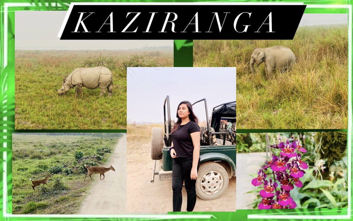 New vlog! Kaziranga National Park🌱
youtu.be/kn2ggddn41I

#kaziranga #onehornedrhino #vlog