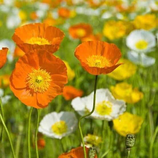 piinkibun's tweet photo. poppies bloom https://t.co/PMeGKyTJdR