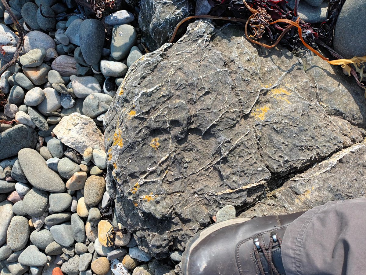 LewisWRobinson's tweet photo. Day 3 of our 1st year trip back in Craster doing some more mapping, Cairn mapping and looking at some structural geology! My last day in the field but the rest of the gang returns tomorrow for their summative mapping! @DurUniEarthSci also ft @Volcannabelle as my scale bar. https://t.co/2LwtYpzJpE