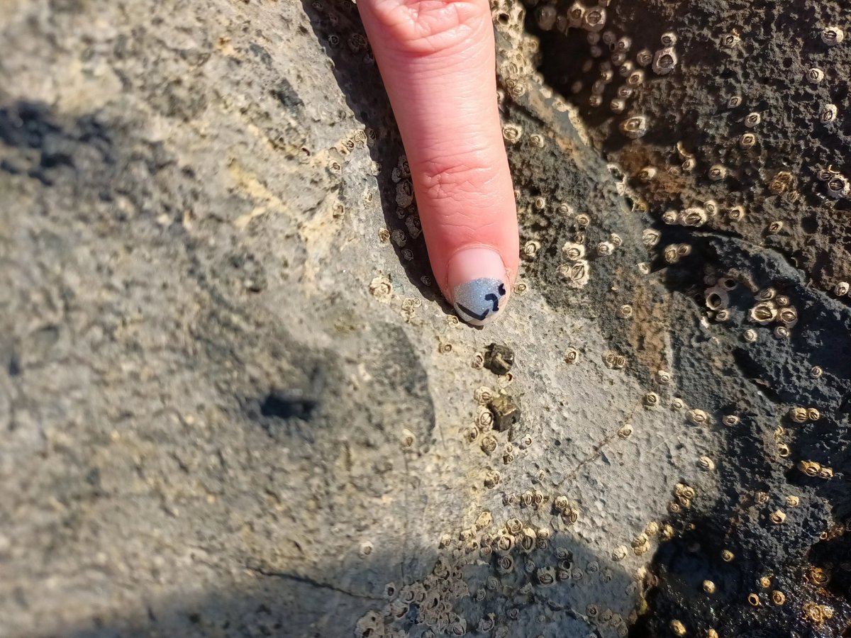 LewisWRobinson's tweet photo. Day 3 of our 1st year trip back in Craster doing some more mapping, Cairn mapping and looking at some structural geology! My last day in the field but the rest of the gang returns tomorrow for their summative mapping! @DurUniEarthSci also ft @Volcannabelle as my scale bar. https://t.co/2LwtYpzJpE