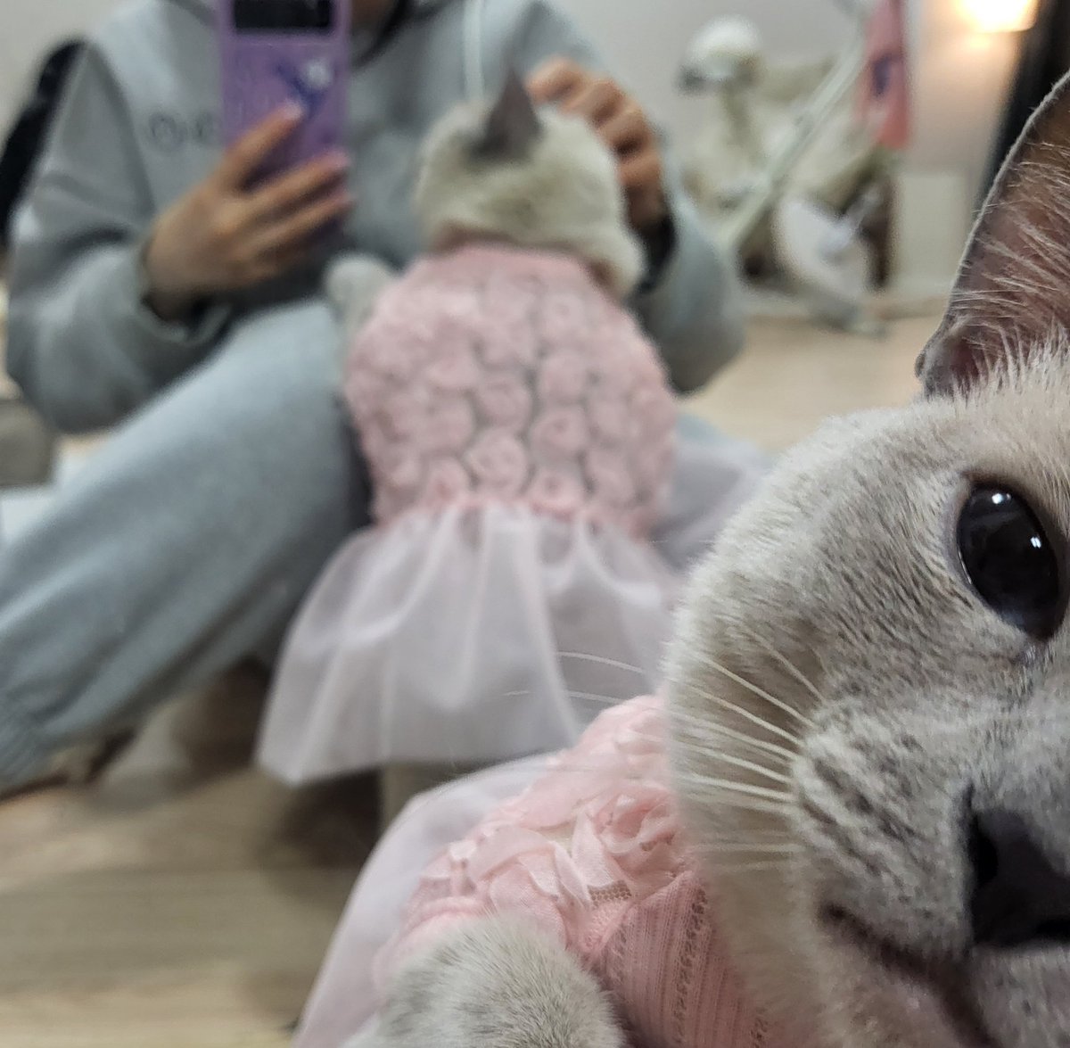 universe_n_me's tweet photo. ㅋㅋㅋ ㅋㅋㅋ ㅋㅋ ㅋ ㅋㅋㅋㅋㅋㅋㅋㅋㅋㅋㅋㅋ

언니 나좀봐..... 나 여깃짜나... https://t.co/VA6aFN0vLZ