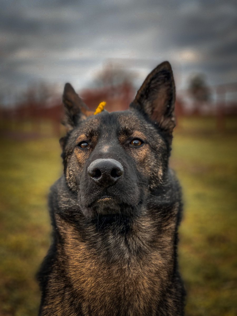 Panzer The Shepherd tweet media