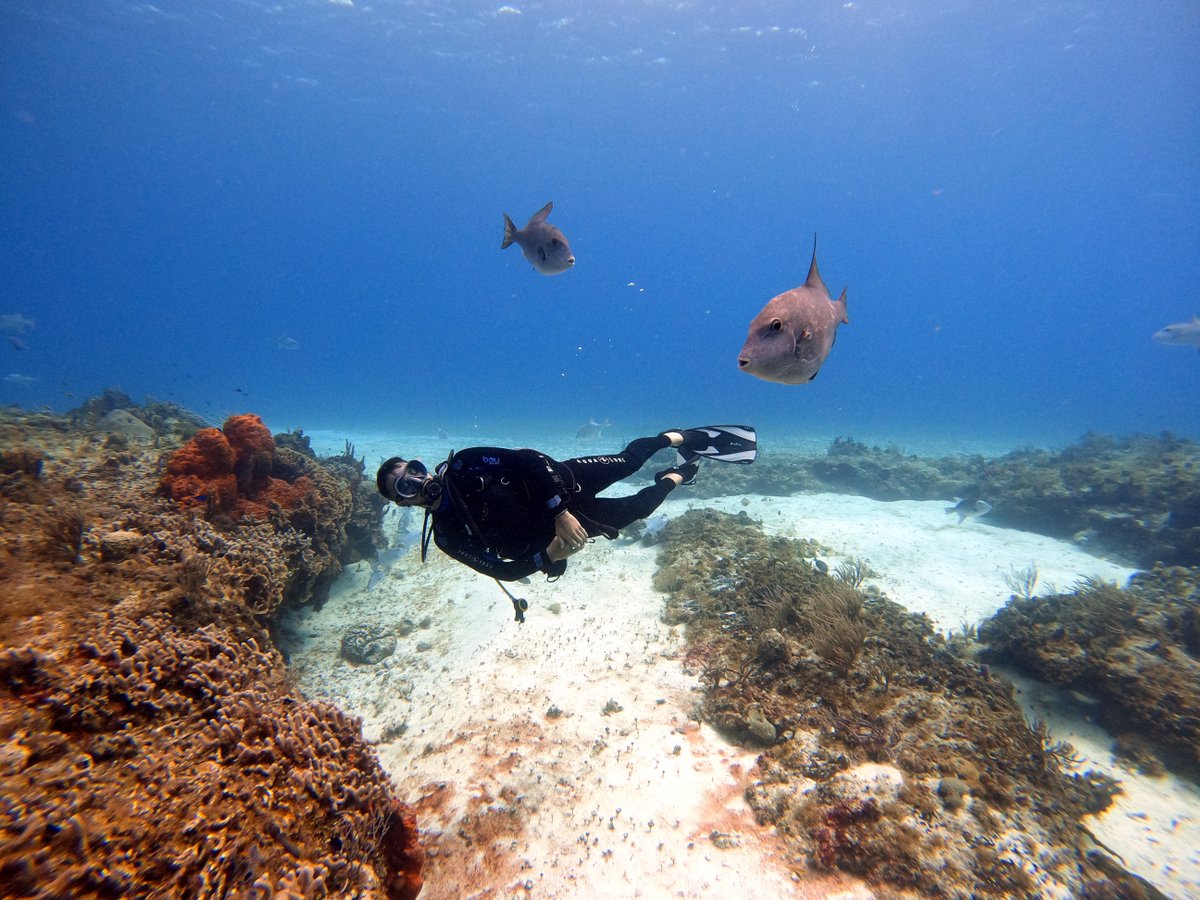 VisitMex's tweet photo. ¿Has tenido la oportunidad de bucear en Cozumel o algún otro sitio en México? ¡Una experiencia que vale la pena hacer al menos una vez en la vida! 🐠🐟🐬

📸 Mati Mango - Pexels https://t.co/S0jlJeik6E
