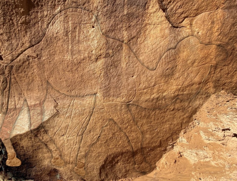 قياس الجمل: 
الارتفاع: 220سم، العرض:255سم.
الموقع: المملكة العربية السعودية -حائل- (جبال عرنان).
يُعد هذا الرسم أجمل رسوم الإبل، فقد كشف لنا قدرة الرسام العربي القديم على استيعابه الكامل لعناصر الجمل الجسدية مع أخذه القياسات بشكل دقيق.
المصدر كتاب/الإبل العربية في الرسوم الصخرية.