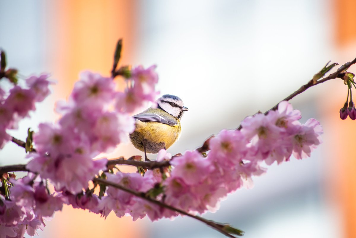 Birmingham We Are tweet media