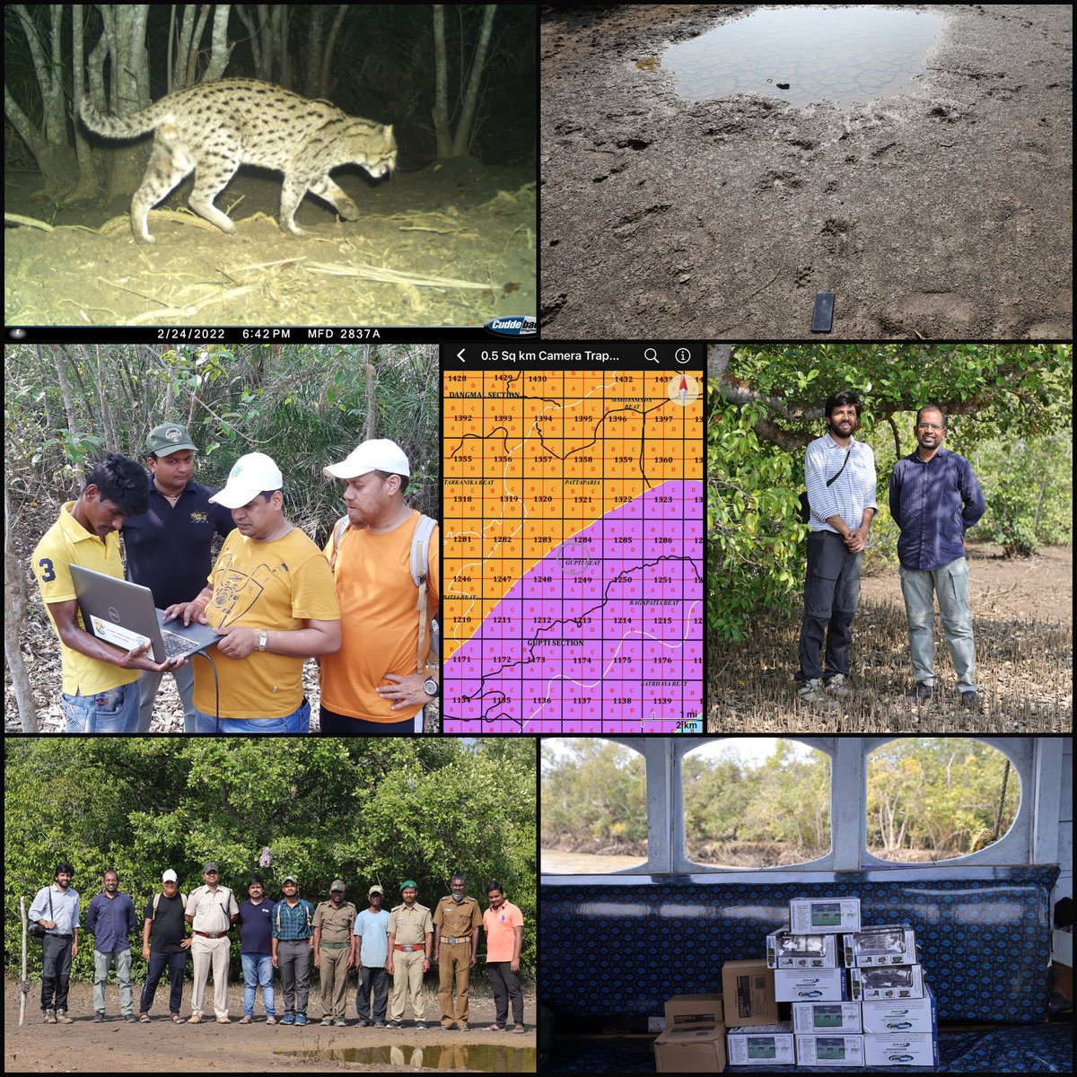 Most intensive camera trap survey in #Bhitarkanika #Mangrove targeted for #FishingCat                              

0.5 sq km Grid 😆

#AITE #MSTrIPES #Wetland #StatusSurvey #CameraTrap #Wildlife #in_house #Monitoring #ProtectedArea #Kendrapara #Odisha #Forest #FrontlineStaff