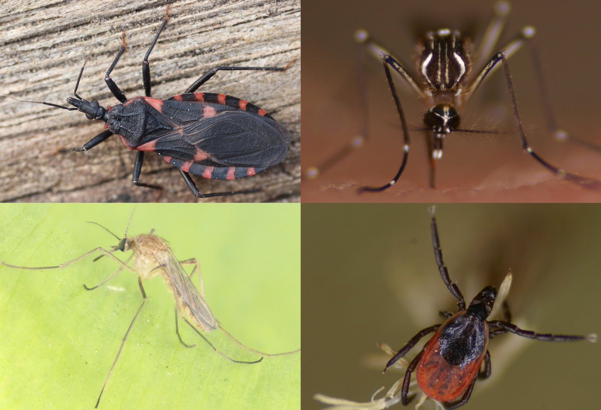 Looking to fill post-doc positions (USDA/NIH funding) with candidates that have a love-hate relationship with these beautiful arthropod vectors while we study their ecology and control.  <a href="/tamuentomology/">Texas A&M Entomology</a>  <a href="/ACME_ASTMH/">ACME</a> <a href="/MUVE_ESA/">MUVE ESA</a> @_SOVE_
hamerlab.tamu.edu/opportunities/