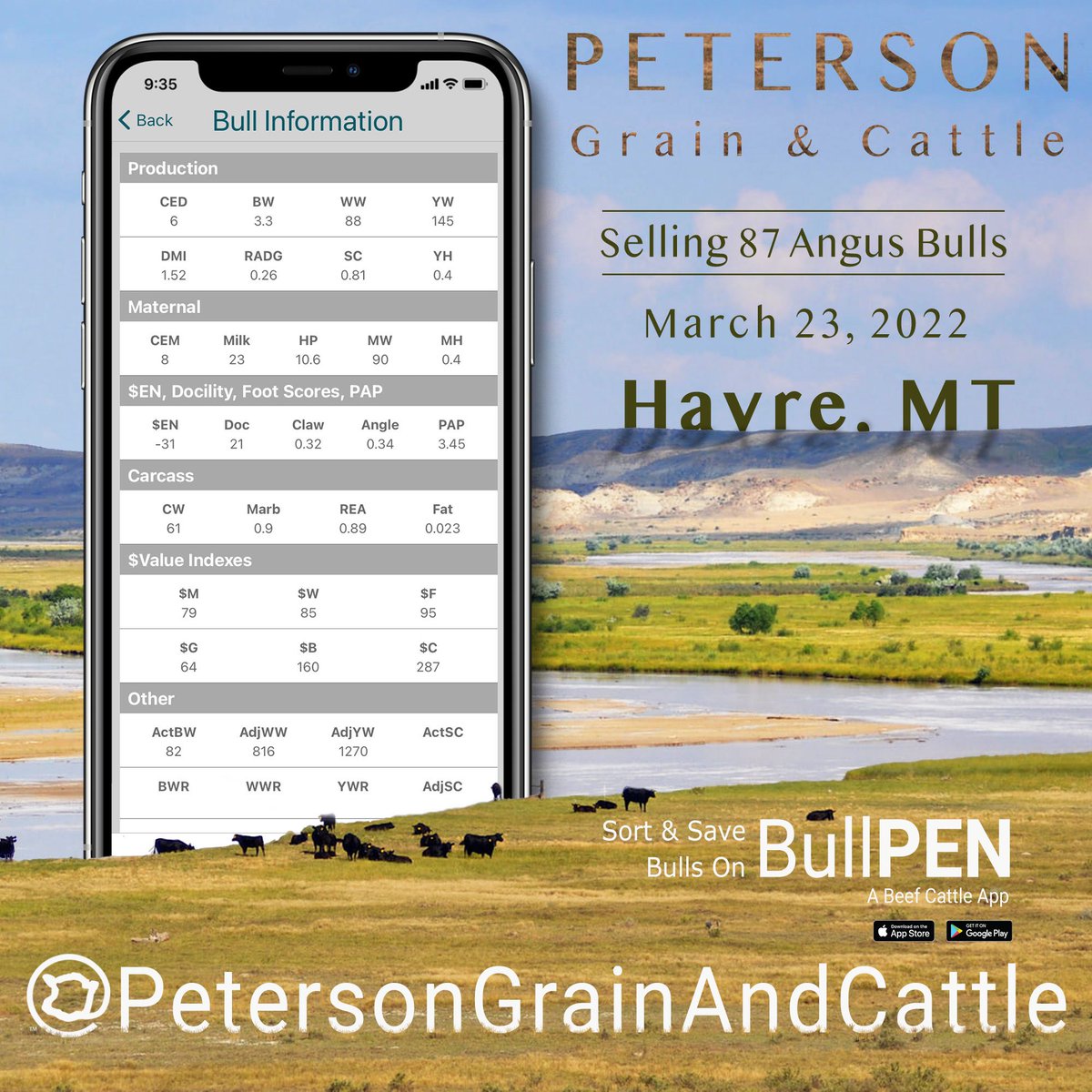 getpenned's tweet photo. Peterson Grain and Cattle Bull Sale 3-23-22!! Havre, MT #bullsale #angusbulls #petersongrainandcattle https://t.co/5Tn23u9bvF