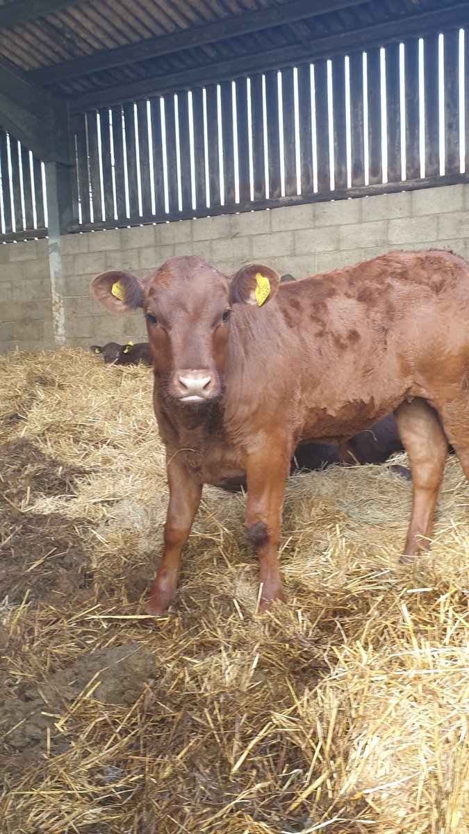 TVP_ChiltSBucks's tweet photo. Meet 'Uniform' duly named after we visited the day he was born! We're loving this! 

#neighbourhoodpolicing #ruralcrime #whatacutie #greatmissenden #C7495 https://t.co/E66L1ajL8h