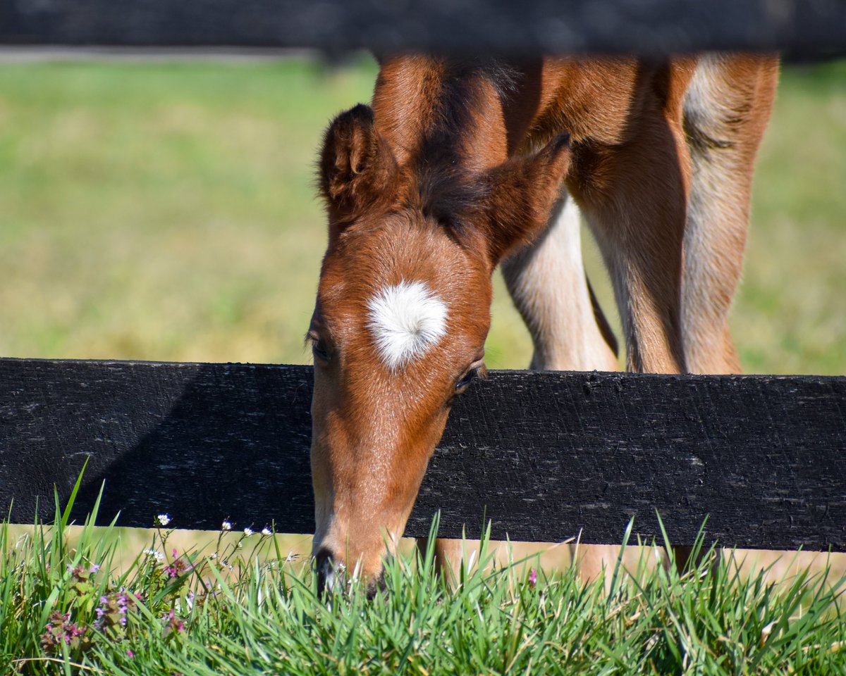 AirdrieStud's tweet photo. Handsome colt by #Divisidero checking to see if the grass is greener 💚 https://t.co/btOHuIOW9p