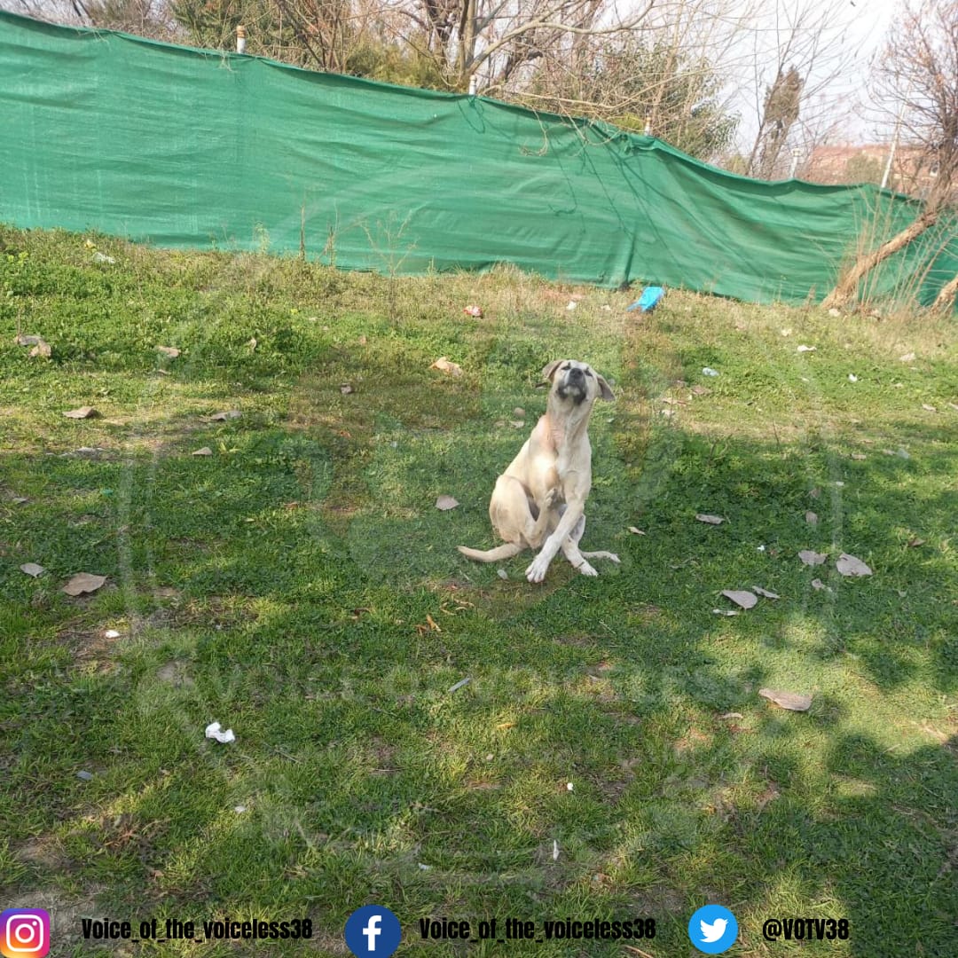 VOTV38's tweet photo. We donβt like strays because they are not well-groomed like the pet ones, which is wrong. Instead, we should adopt them too and vaccinate them.
#VoiceOfTheVoiceless
#HpoeForAnimals
#SaveAnimalsFromExploitation https://t.co/COJfOk1FdL