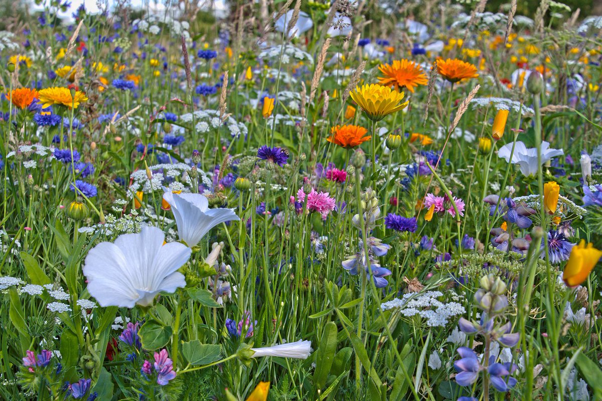 Since the industrial revolution began, our food demands increase. This means that more hedgerows and wildflower meadows are being lost to intensive food production. 
To find out more, please visit our website here acdenvironmental.co.uk/importance-of-…
#ACDEnvironmental #British #wildflower