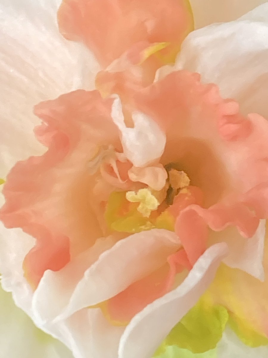 LouMegens1's tweet photo. #dahlia #magicalspring @BraydenCreation https://t.co/OjK6k6UbgR