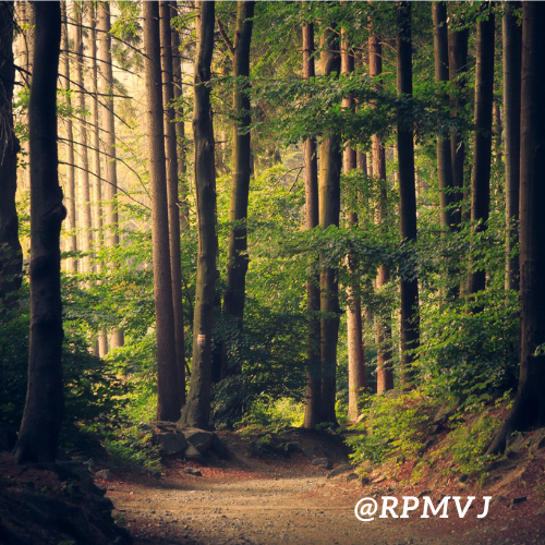 𝑽𝒊𝒋𝒂𝒚 𝕏 tweet media