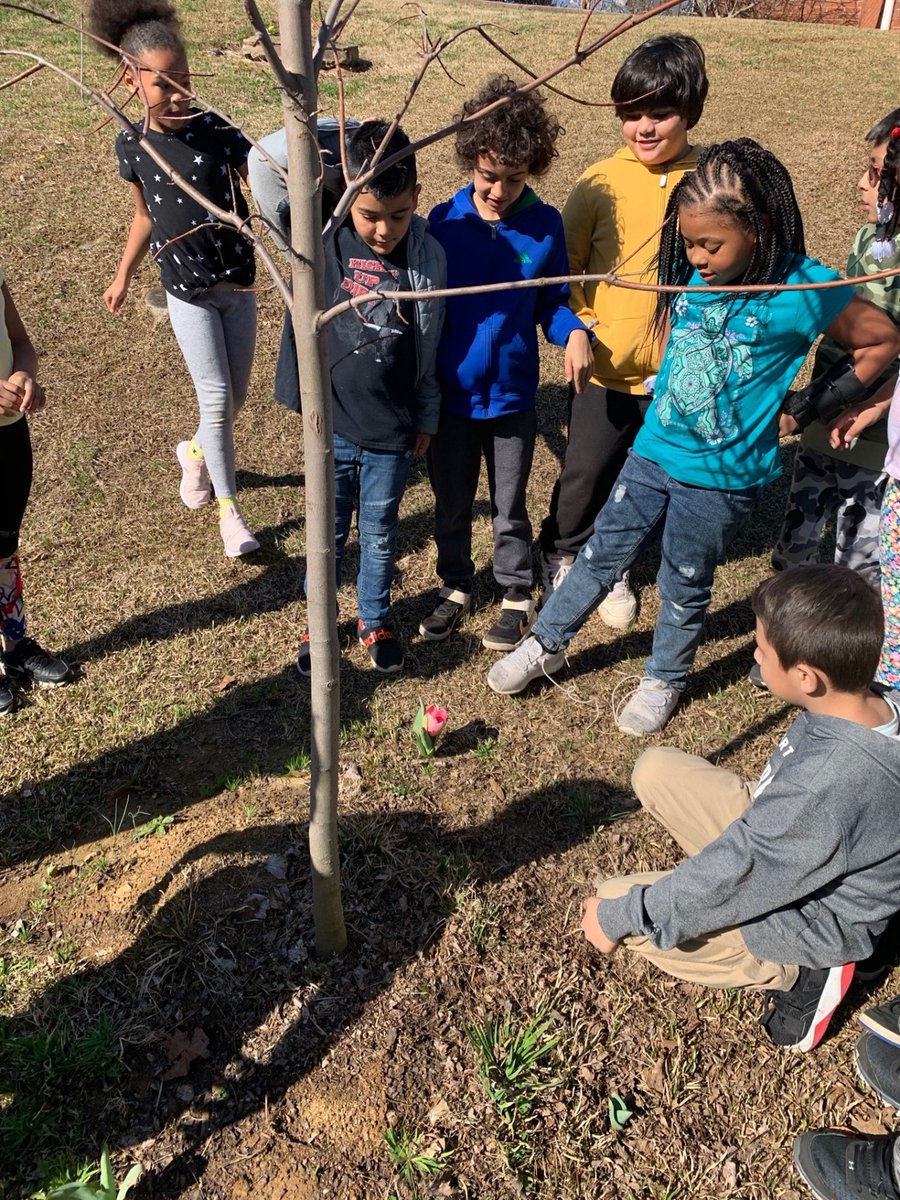 Mrs. Luck's 2nd graders planted tulip bulbs in the Fall and are so excited to see them blooming in our Pollinator Garden this month #PBL #CCSDSTEAM #Springtime <a href="/OGESeagles/">Oak Grove Elementary School</a>