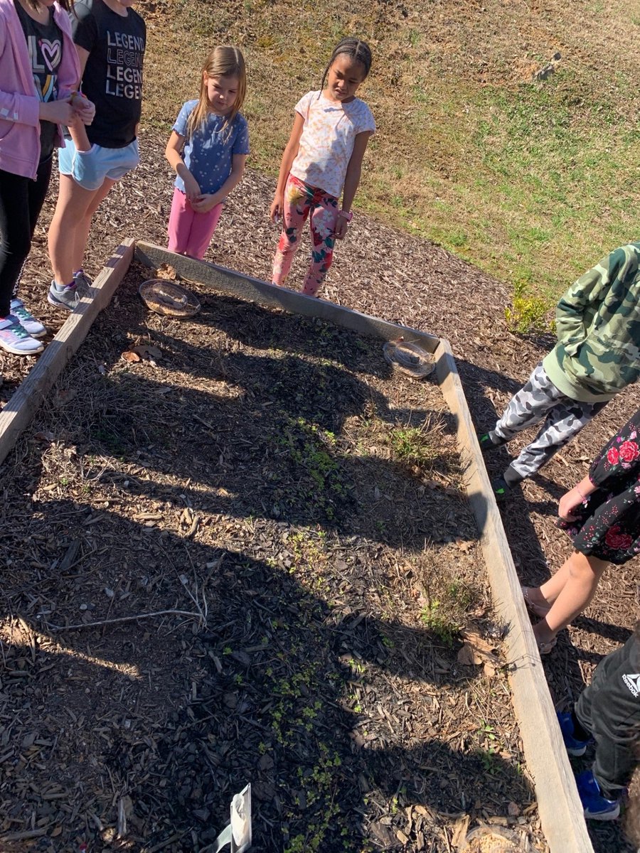 Ms. Forrester's class has noticed the milkweed seeds they planted in our Pollinator Garden have started sprouting. #Springtime #CCSDSTEAM <a href="/OGESeagles/">Oak Grove Elementary School</a> #PBL