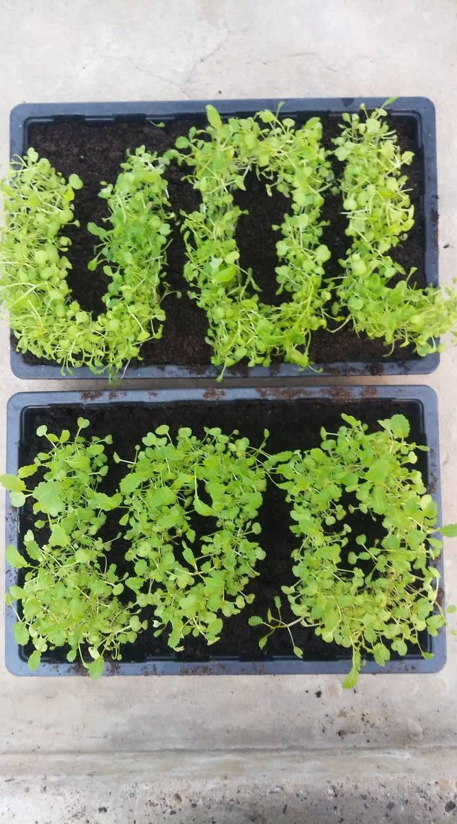University of Leicester celebrating 100Years of success! we molecular cytogenetics  research group @ Dept. Genetics and Genome Biology, UOL. celebrate this amazing moment preparing this using our research materials (28days old 1000 Brassica juncea seedlings).
