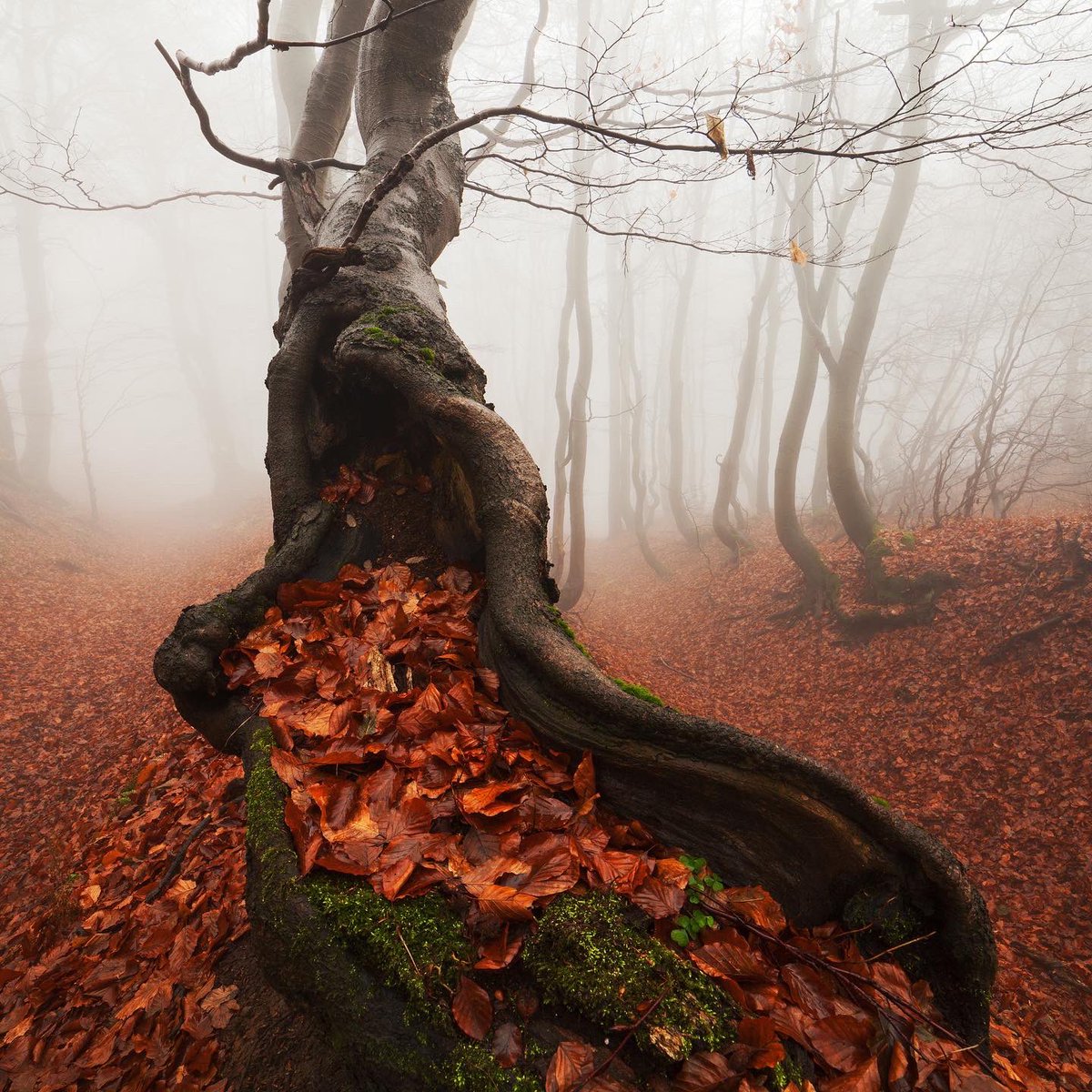 Martin Rak tweet media