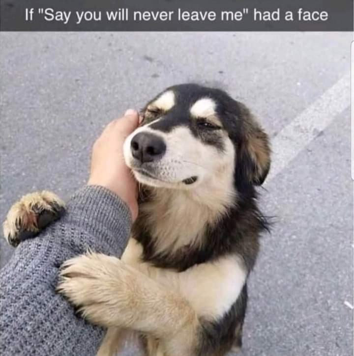 thehappydog_'s tweet photo. 🥰🥰 https://t.co/yHJSwNmJRJ