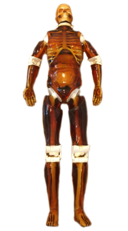 PureImaging's tweet photo. Introducing the new Full Adult Body Phantom! Compatible with all main modalities it contains all major bone structures and organs. We can fully customise to your requirements. REQUEST QUOTE NOW! 

#xray #nhs #anthropomorphic #medicalimaging #humanbody #medicalphysicist #rsna #ecr https://t.co/nHWhJddryj