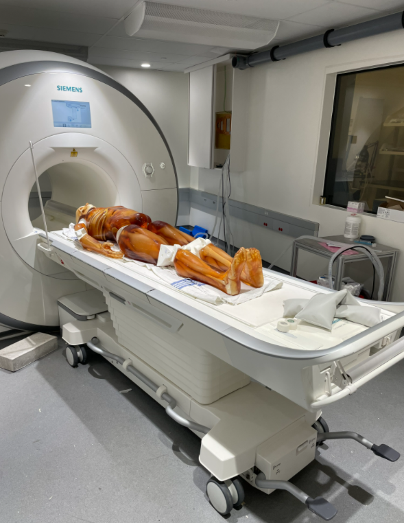 PureImaging's tweet photo. Introducing the new Full Adult Body Phantom! Compatible with all main modalities it contains all major bone structures and organs. We can fully customise to your requirements. REQUEST QUOTE NOW! 

#xray #nhs #anthropomorphic #medicalimaging #humanbody #medicalphysicist #rsna #ecr https://t.co/nHWhJddryj