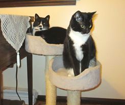 #TuxieTuesday  #Sambo  #Gabby