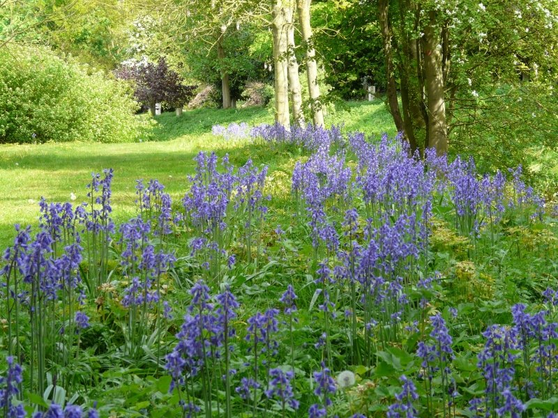 LincsNGS's tweet photo. Ashfield House, Branston, LN4 1NS opens for The National Garden Scheme Sun 17 Apr, 11-4. Fabulous flowering cherries & thousands of spring bulbs surrounding a lake incl 30 stunning magnolia trees. This garden also opens by arrangement for groups 0f 20-30
#linconnect https://t.co/uKbf6qvf2g