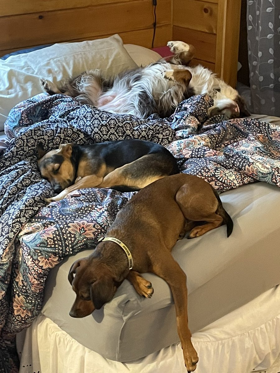kimt_rn's tweet photo. When you get up to pee and come back to a full on invasion of furkids at the barndominium. #dogmom https://t.co/w2ZCZZvsrk