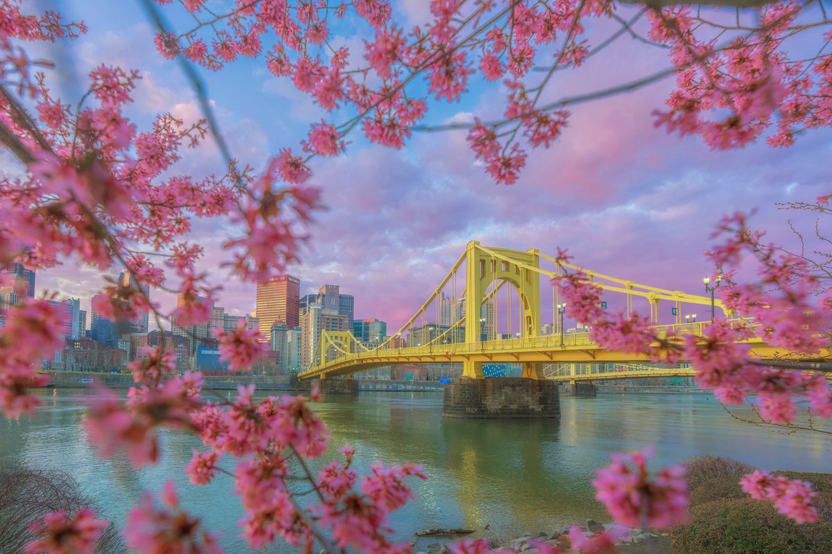 While I've captured many, many views of those blossoms on the North Shore over the last few years, yesterday morning was the first I've ever captured them with an incredible sunrise. The way the clouds over #Pittsburgh matched the colors on the trees made for such a unique view.