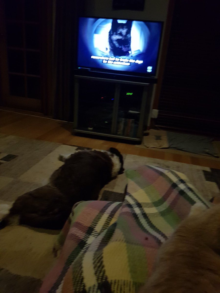 This is a true thing: Bindi 🐕 was outside when this 📺 program about how good/intelligent dogs are came on 🇦🇺ABC,  she started crying,  she wanted to come inside! #petsAreGood