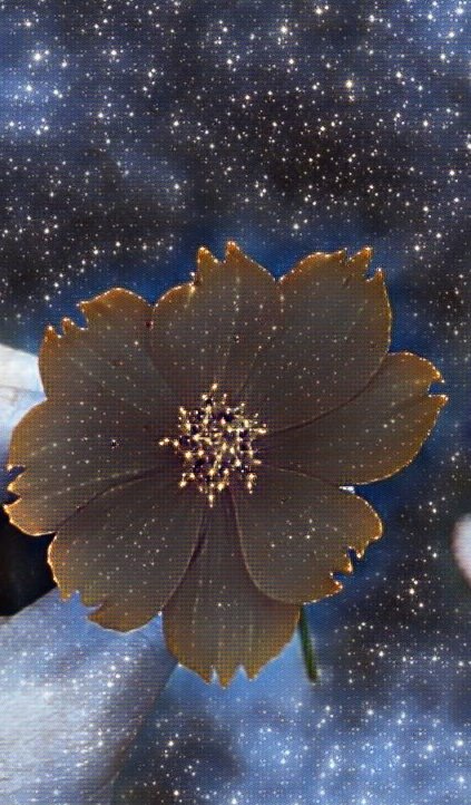 Scorpion_57_'s tweet photo. Golden Galaxy

Check out this amazing NFT at: 
https://t.co/2b5RmvFMVf

#NFTs #NFT #NaturePhotography #nature #NFTCommunity #NFTartist #nftart #flower #flowersphotography https://t.co/ytzHTdlEIf