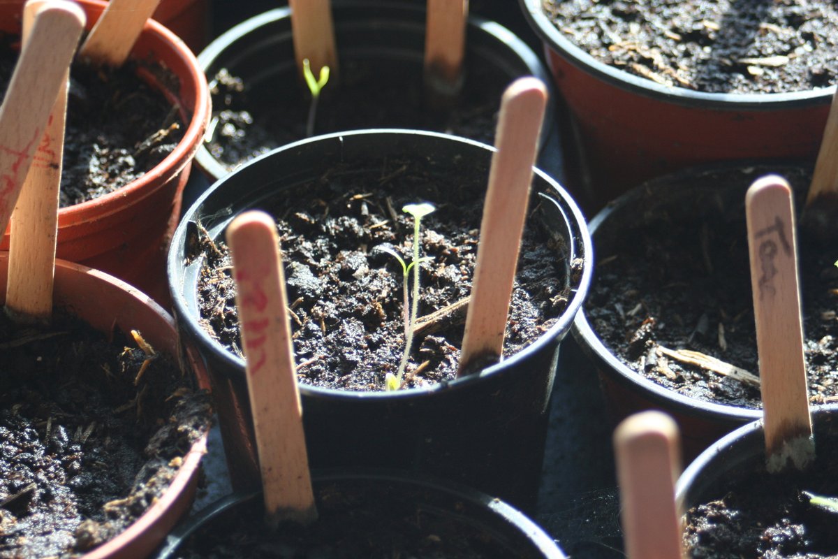 Tomatoes are finally coming! <a href="/knoxacademy/">Knox Academy</a> <a href="/KnoxSupport/">Knox Academy Pupil Support</a>