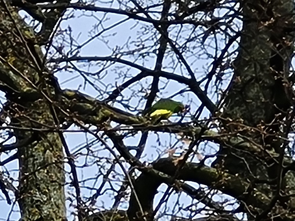CafeEscalada's tweet photo. @CheltenhamBC I think one of the parrots has escaped from the aviary in Pittville Park https://t.co/9vCOJRVyrj