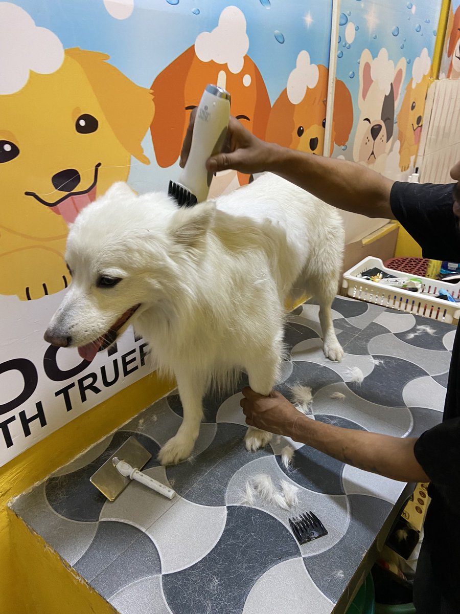 rufusgoodboy's tweet photo. Daddy took me out for grooming today!! What do you think friends? How do I look? #dogs #pets #twitterdogcommunity #twitterdogs #Grooming #DogsofTwittter #dogsoftwitter https://t.co/LhpaZw5xR1
