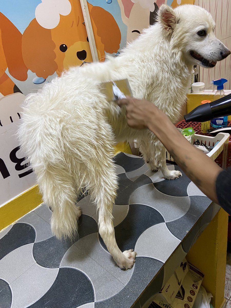 rufusgoodboy's tweet photo. Daddy took me out for grooming today!! What do you think friends? How do I look? #dogs #pets #twitterdogcommunity #twitterdogs #Grooming #DogsofTwittter #dogsoftwitter https://t.co/LhpaZw5xR1