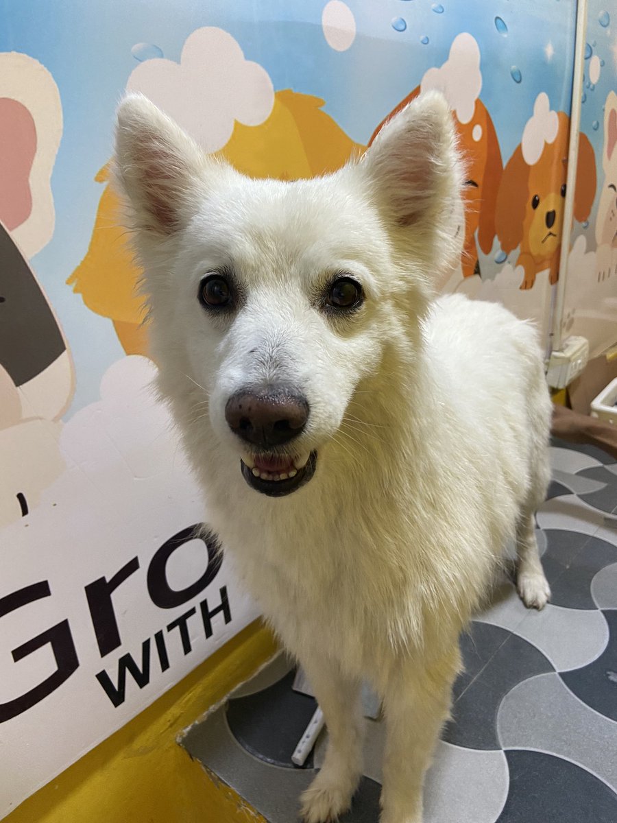 rufusgoodboy's tweet photo. Daddy took me out for grooming today!! What do you think friends? How do I look? #dogs #pets #twitterdogcommunity #twitterdogs #Grooming #DogsofTwittter #dogsoftwitter https://t.co/LhpaZw5xR1