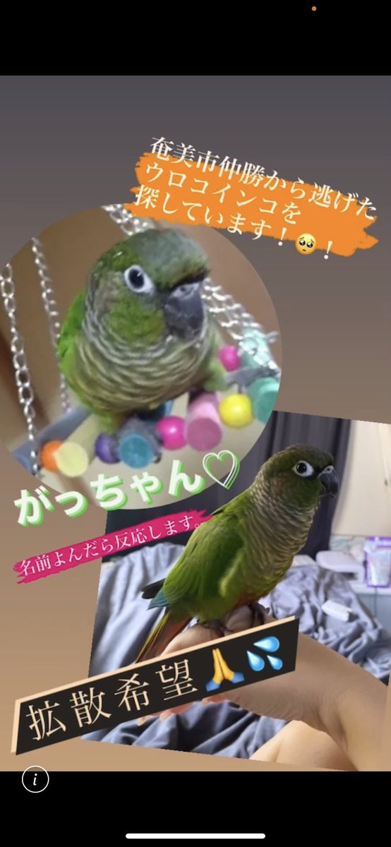 SI8fbcmAl5Nk0Sc's tweet photo. 張り紙に誤りがあります‼️🆘3\17日奄美市仲勝の自宅からウロコインコが居なくなりました。自然に居ないインコ🦜を見かけたもしくは保護されておられる方、情報下さい🆘奄美警察届出済み
#ウロコインコ 
＃インコ
#迷い鳥
＃迷子
 ＃奄美市
#奄美大島 
#FMあまみ https://t.co/1xXNrAWbAM