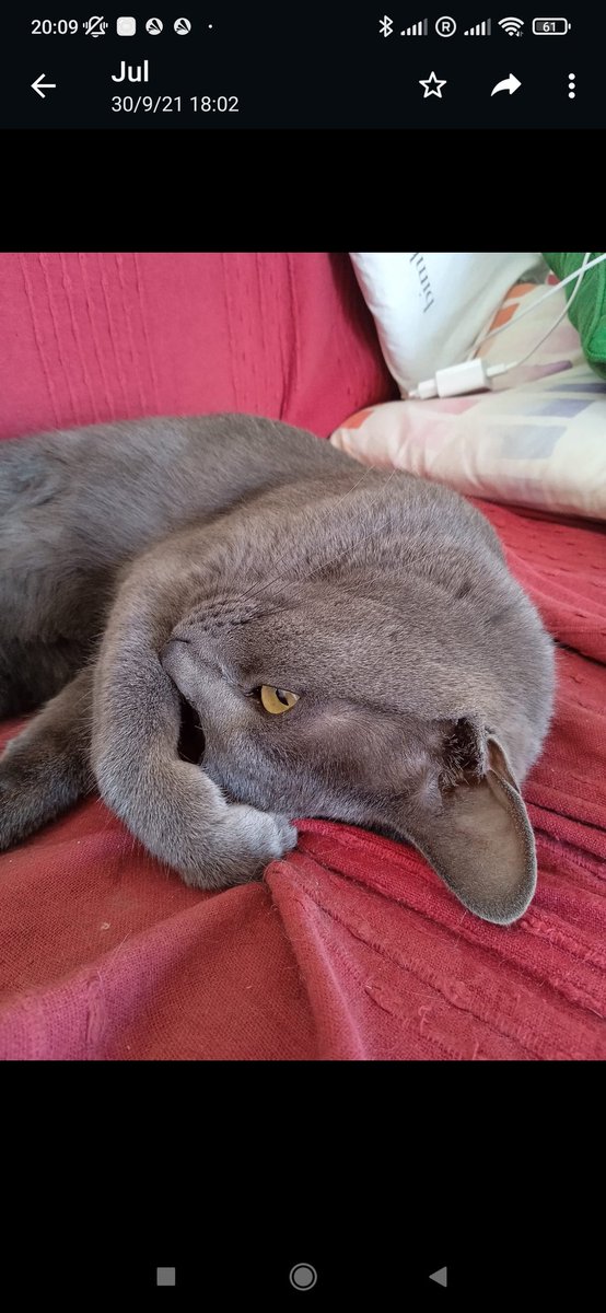 DEP/RIP Óscar Manuel 🌈🐾(In Memoriam) tweet media