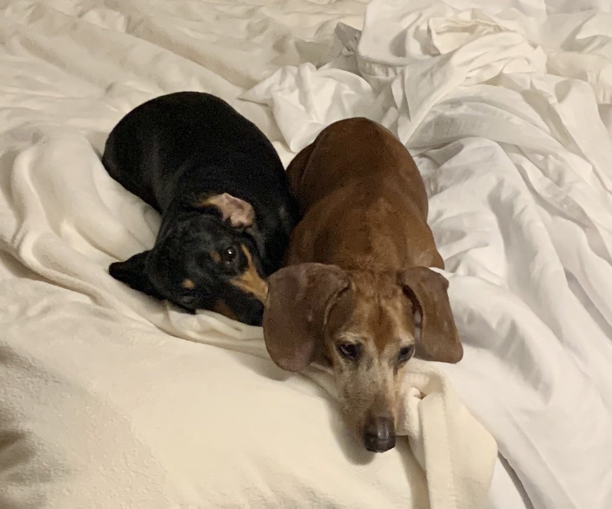 RoyalRedmans's tweet photo. We had a mini getaway since Willow left. Had some yummy snacks and hotel stay. Barking at room service is our fav. 🤣🤣🤣 #BringMoreSnacks https://t.co/VnrnmzUDJN