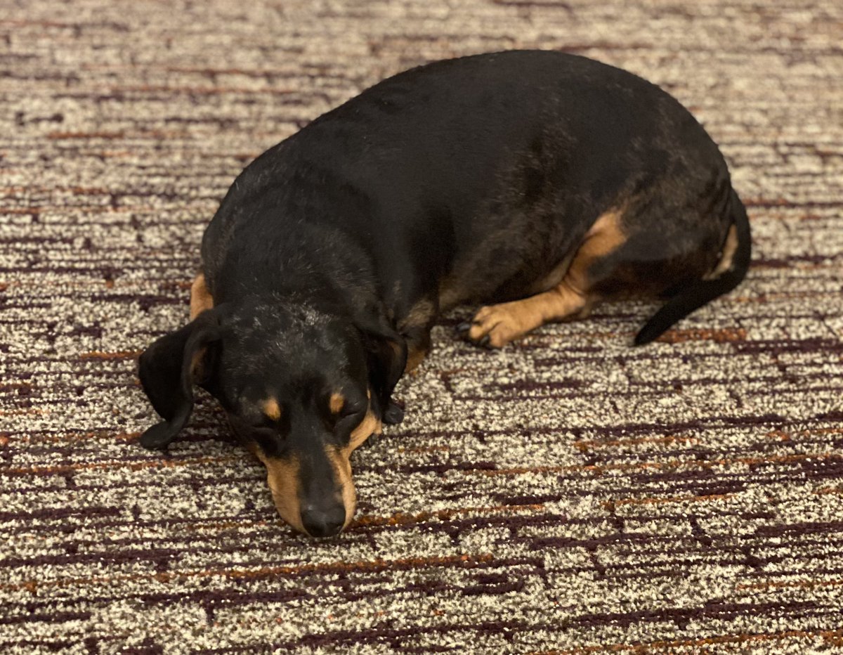 RoyalRedmans's tweet photo. We had a mini getaway since Willow left. Had some yummy snacks and hotel stay. Barking at room service is our fav. 🤣🤣🤣 #BringMoreSnacks https://t.co/VnrnmzUDJN
