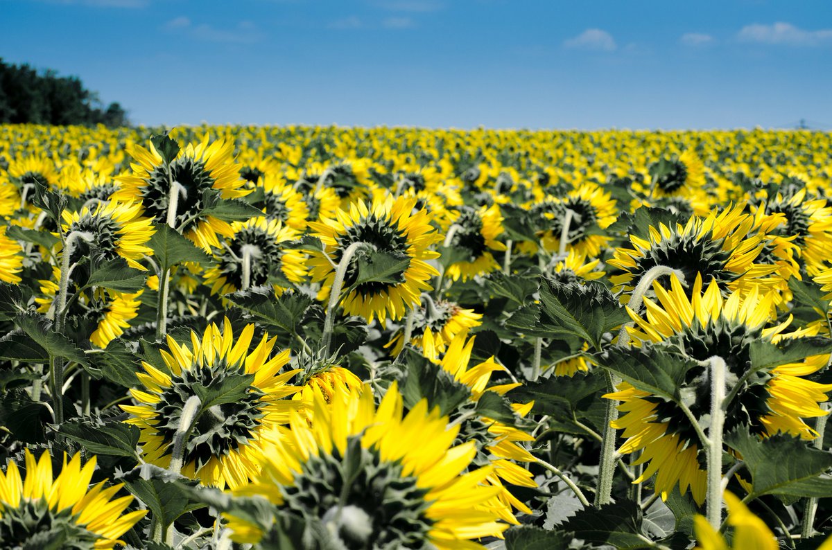 ReussirDepeche's tweet photo. « On pressent une hausse de la sole en #tournesol🌻 pour la récolte française🇫🇷 2022 » , selon la @FopProducteurs , @terresunivia , @terresinovia .
A lire en cliquant sur le lien:
https://t.co/Jaq81zPXPJ https://t.co/c1dNuawrpk